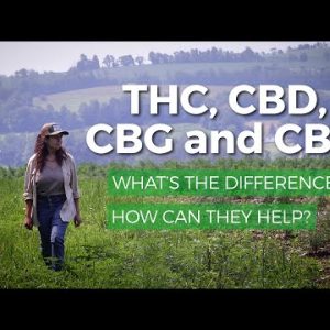 Marijuana THC vs CBD CBG, CBN: What is the difference? Which has the most health benefits?