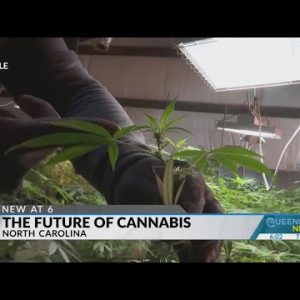 The future of cannabis in North Carolina