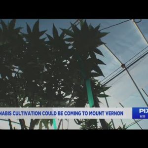 Cannabis cultivation could be coming to Mount Vernon