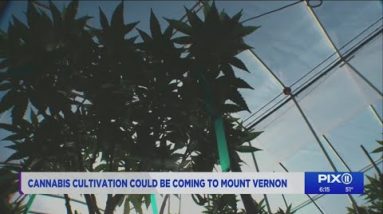 Cannabis cultivation could be coming to Mount Vernon