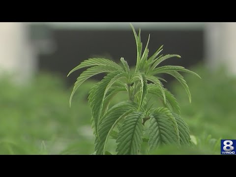 Rochester could see 100 new jobs from a marijuana processing plant.