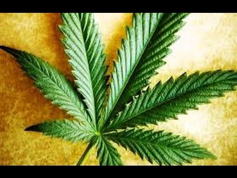 Cannabis News Hemp MLM Opportunity (Hemp Oil Benefits)