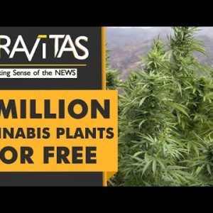 Gravitas Thailand: Thailand gives away 1,000,000 cannabis plants