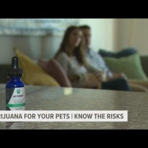 What is pot for pets? Products marketed to pets by cannabis companies