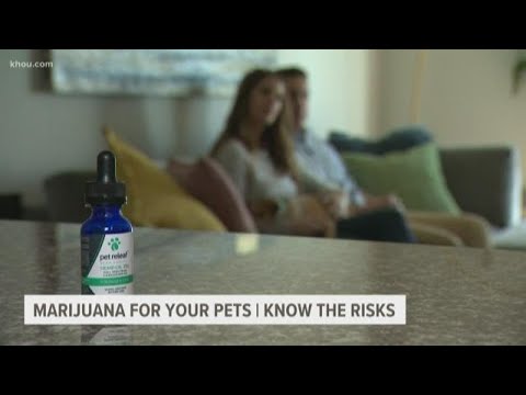 What is pot for pets? Products marketed to pets by cannabis companies