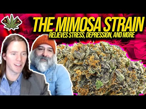 The Mimosa Strain: Relieves Stress, Depression, and More | Cannabis Legalization News