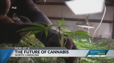 The future of cannabis in North Carolina
