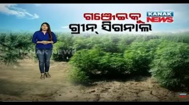 Special News: Uses Of Marijuana (Ganja) In Odisha