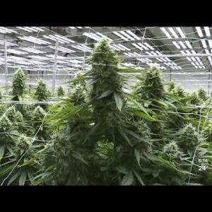An inside look at Lume Cannabis Co., the top marijuana producer in Michigan and the country