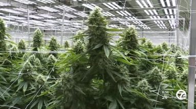 An inside look at Lume Cannabis Co., the top marijuana producer in Michigan and the country