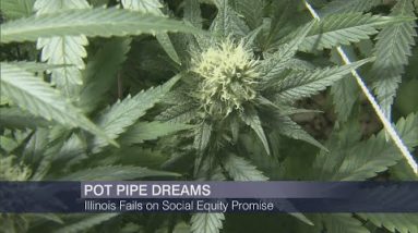 Cannabis in Illinois More Than Two Years After Legalization