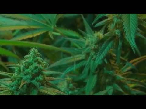FOX Faceoff: The ongoing debate on legalizing marijuana