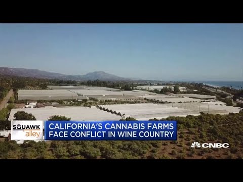 California cannabis farms are facing conflict in wine farm country